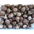 IQF Frozen Crumbed Mixed Mushroom Shiitake Oyster Mushroom Nameko